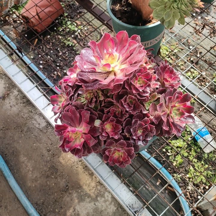 甜*多肉法师锦美杜莎法师锦