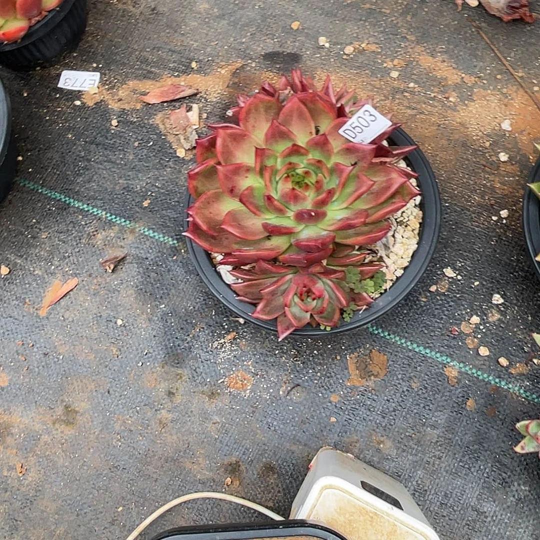 若如东云组拍D503