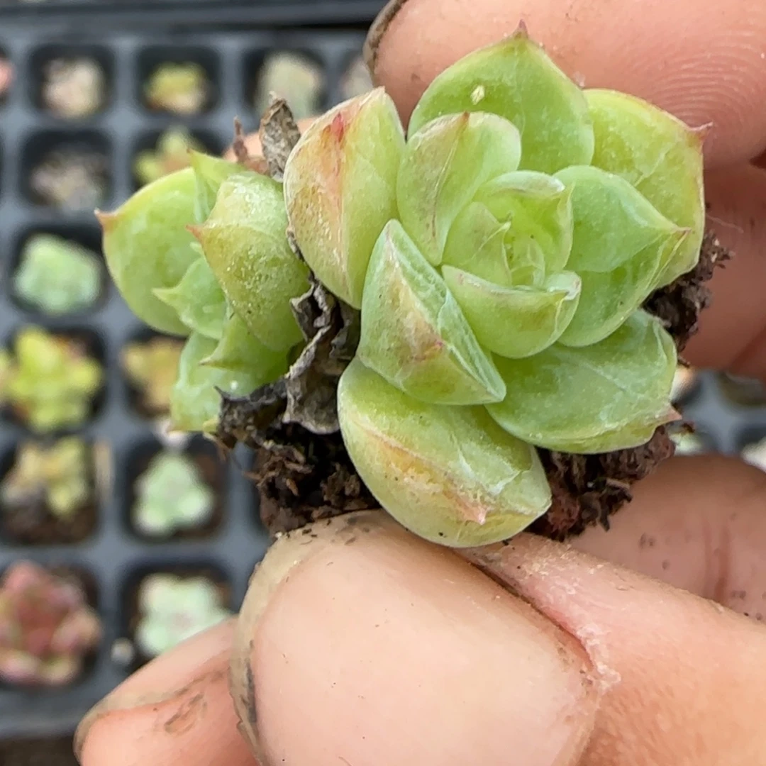 小卡拉米糖心一物一拍