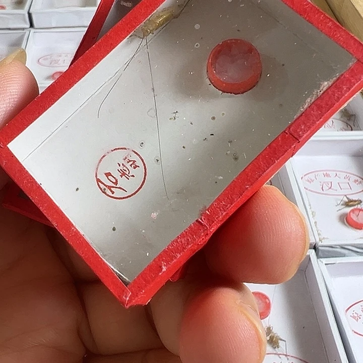 两只石老师中短须大黄蛉