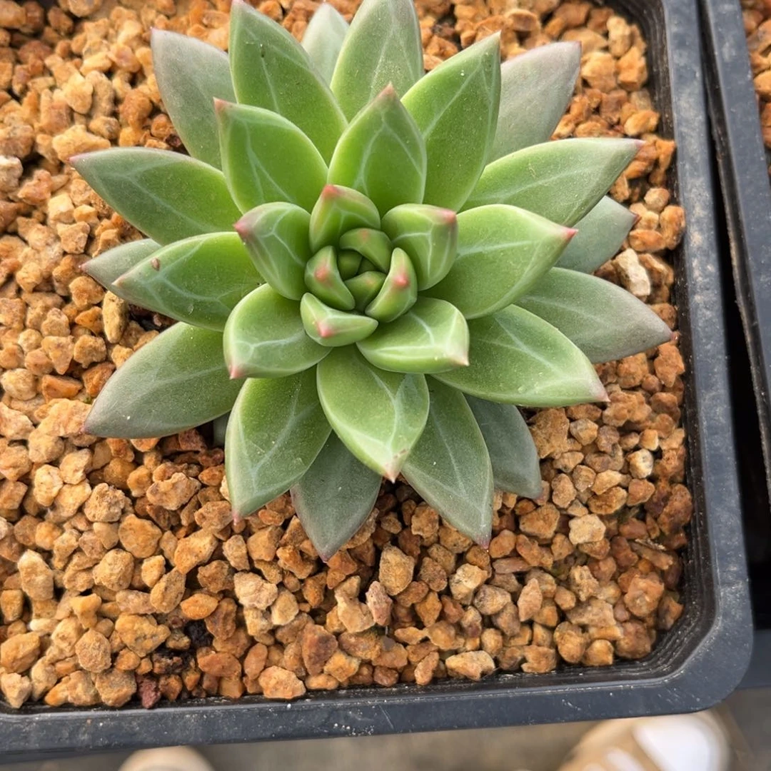 双***倍多肉植物杂交美人
