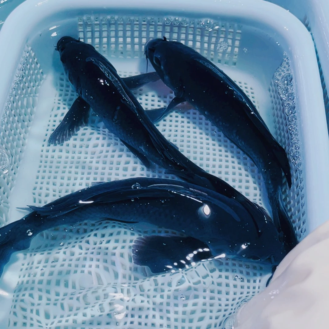 锦鲤11-15 3黑锦鲤观赏鱼冷水