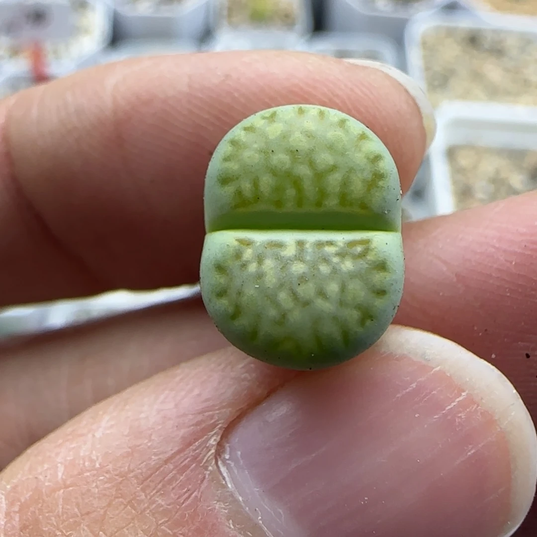 102青柠清框福利30包邮