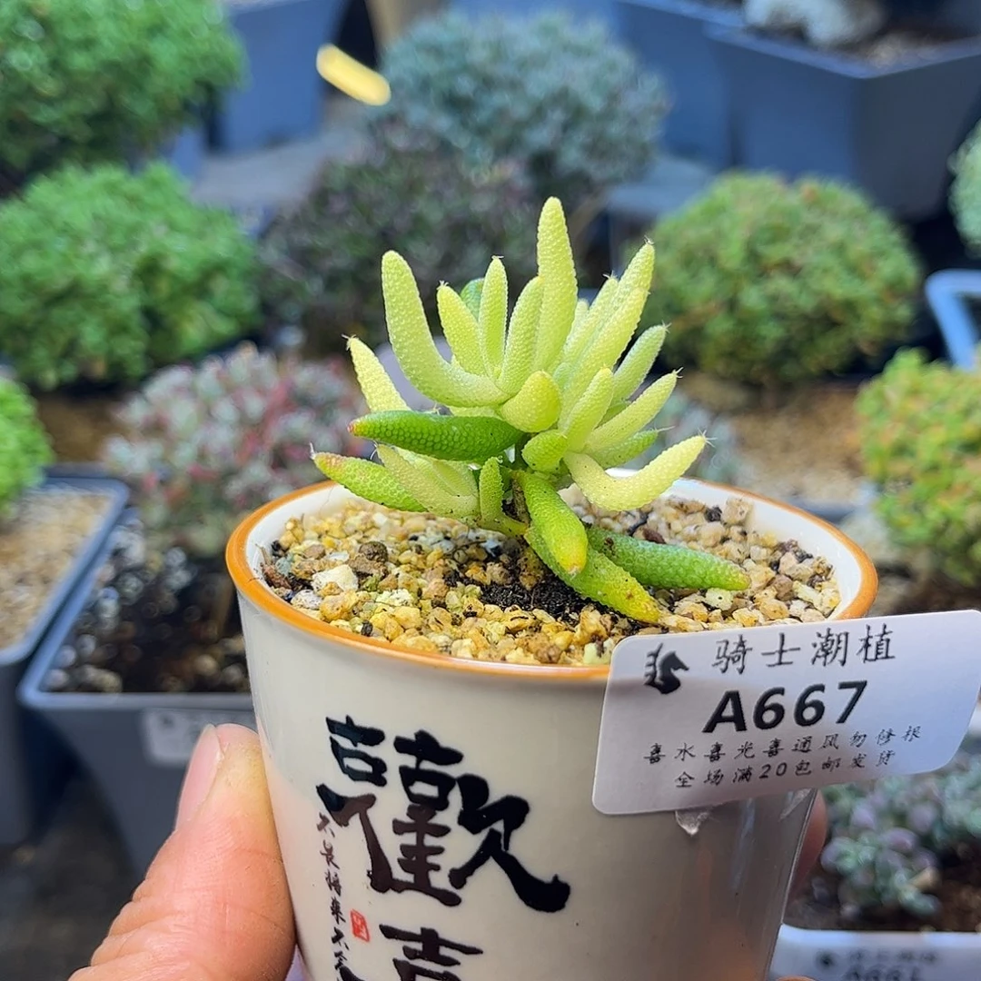 667玉米锦枝干番杏