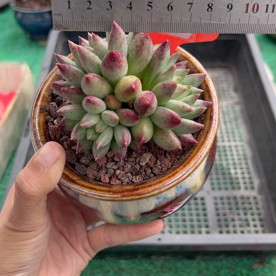 表妹精品多肉植物571.