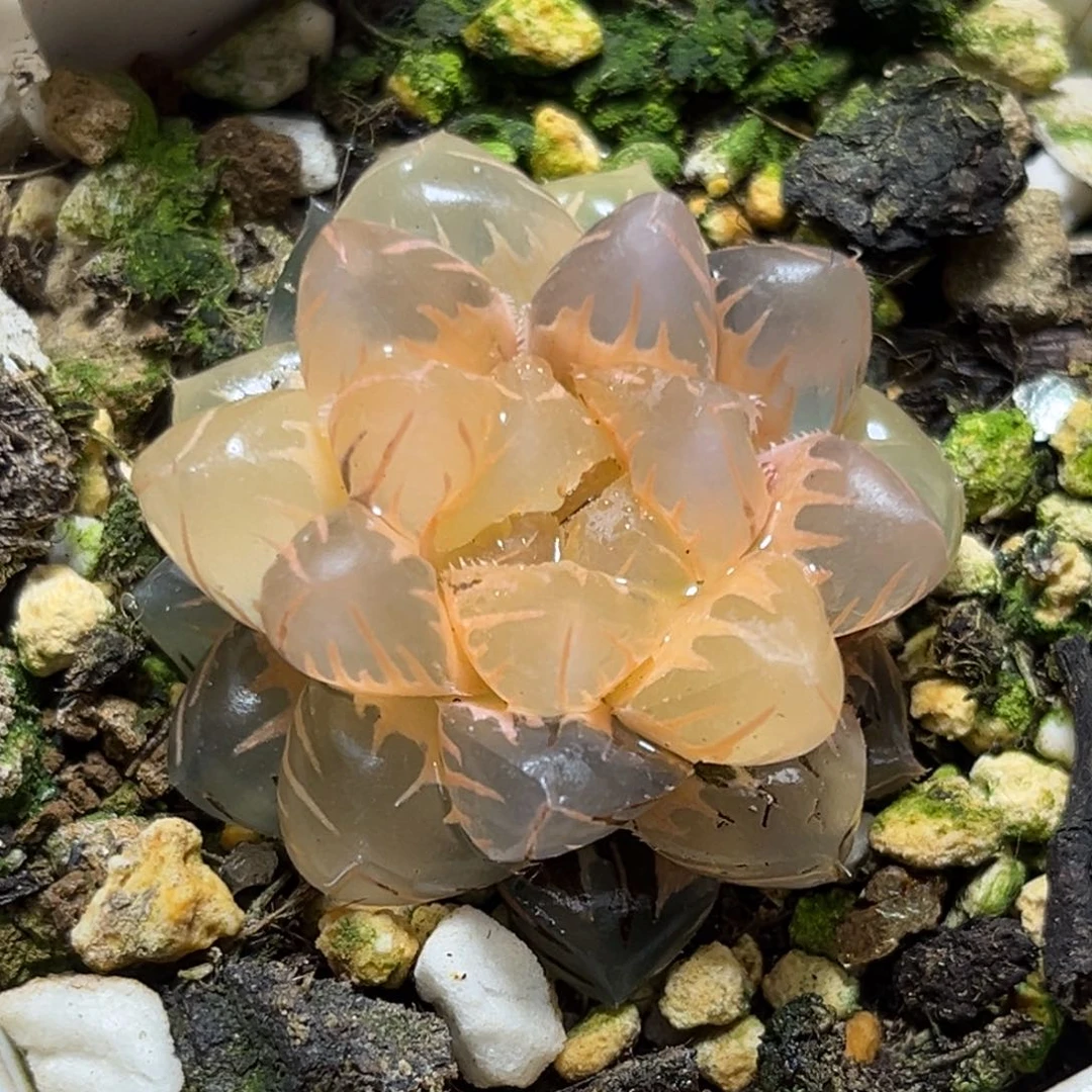 恭喜发财大吉大利0497