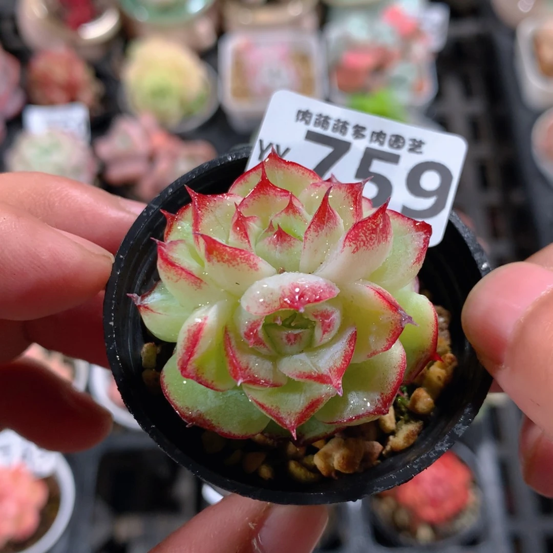 5CM拇指盆精控多肉YY759