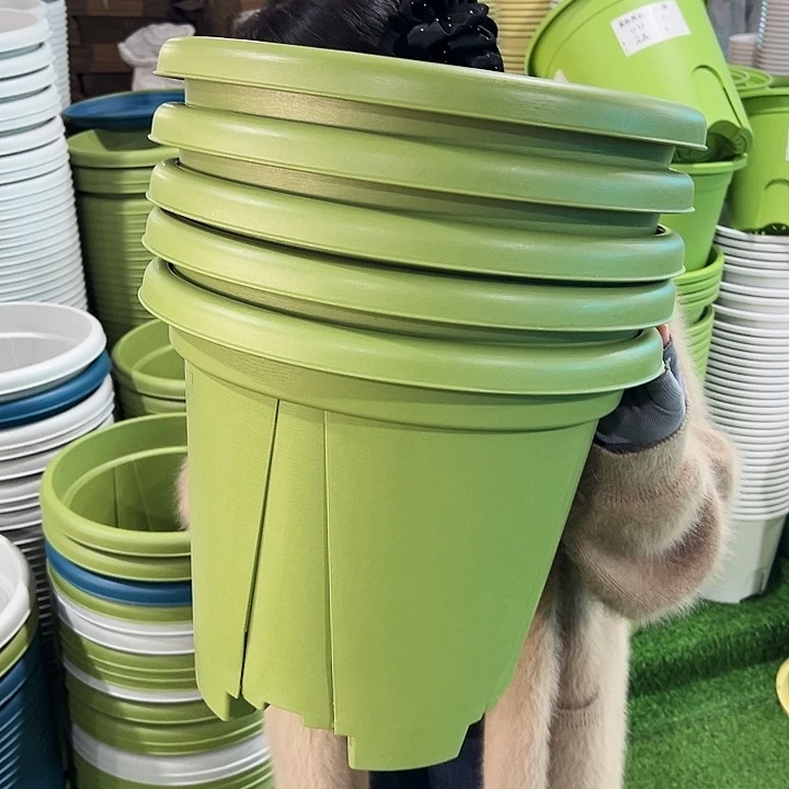 特价青山口40高34果绿无托5只