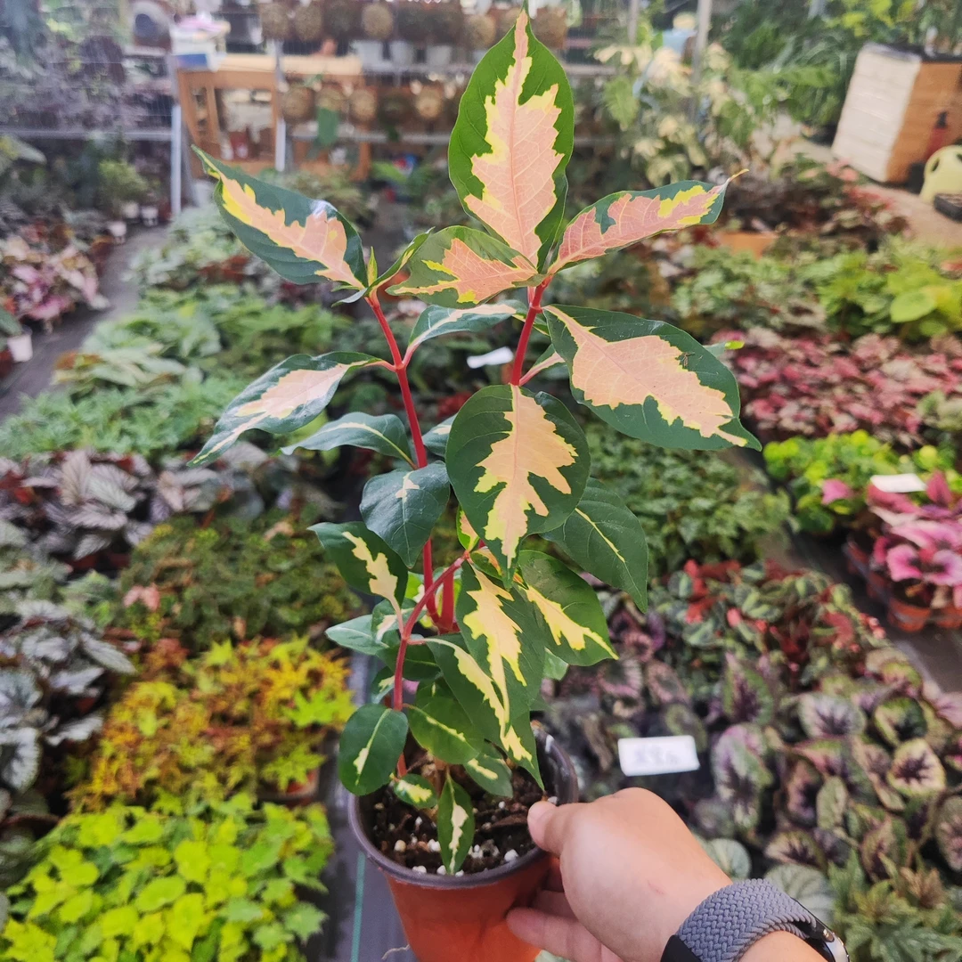 锦彩变叶木.稀有锦化植物北欧风室内观叶热带绿植盆栽