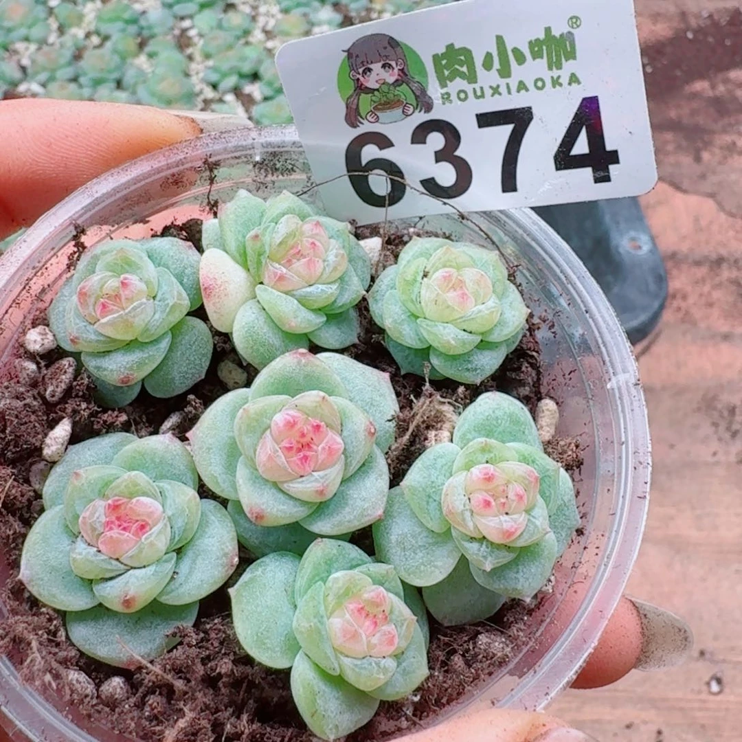 多肉植物多肉植物