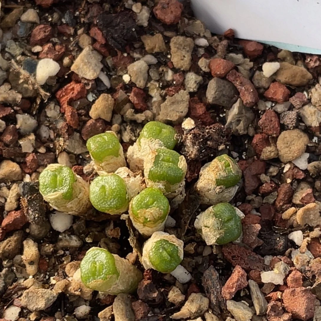 31-73方糖多肉植物