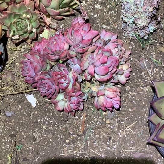 美**美每肉特价活动开始了