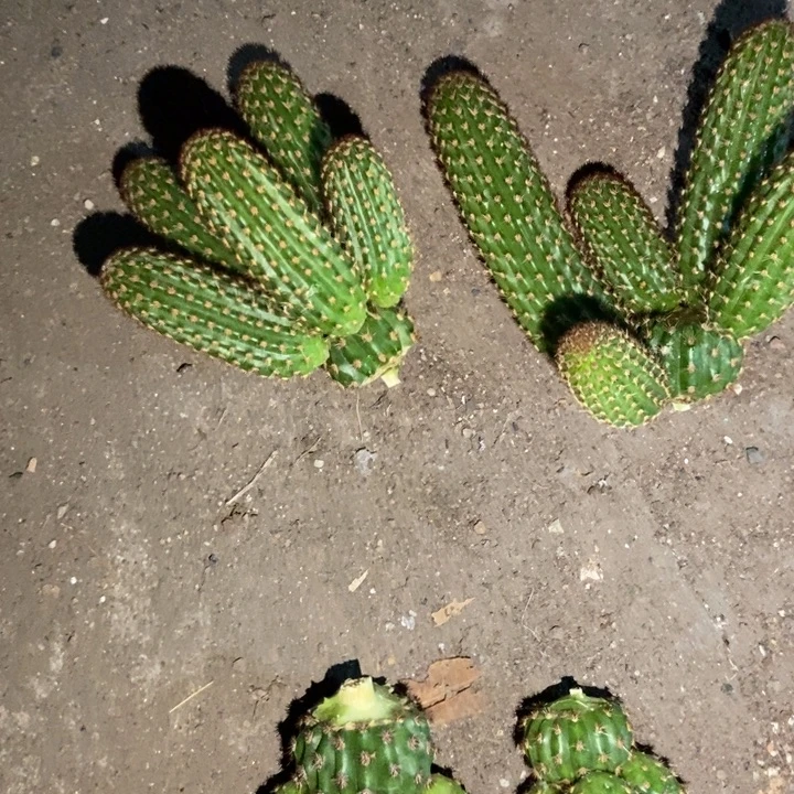 往***零仙人球金六母头两个