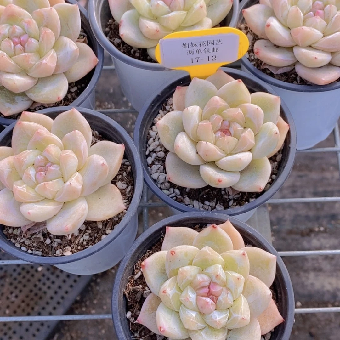 17-12-母本糖心珍妮白泽单头一个