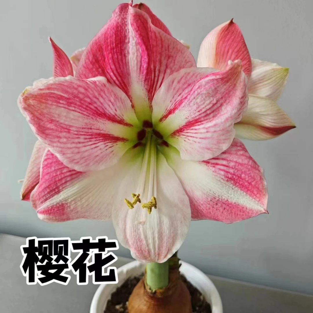 【樱花】朱顶红秘鲁荷兰单瓣种球大花浓香室内盆栽四季开花植物