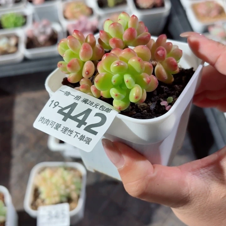 香格里拉多肉无盆土发货多肉多