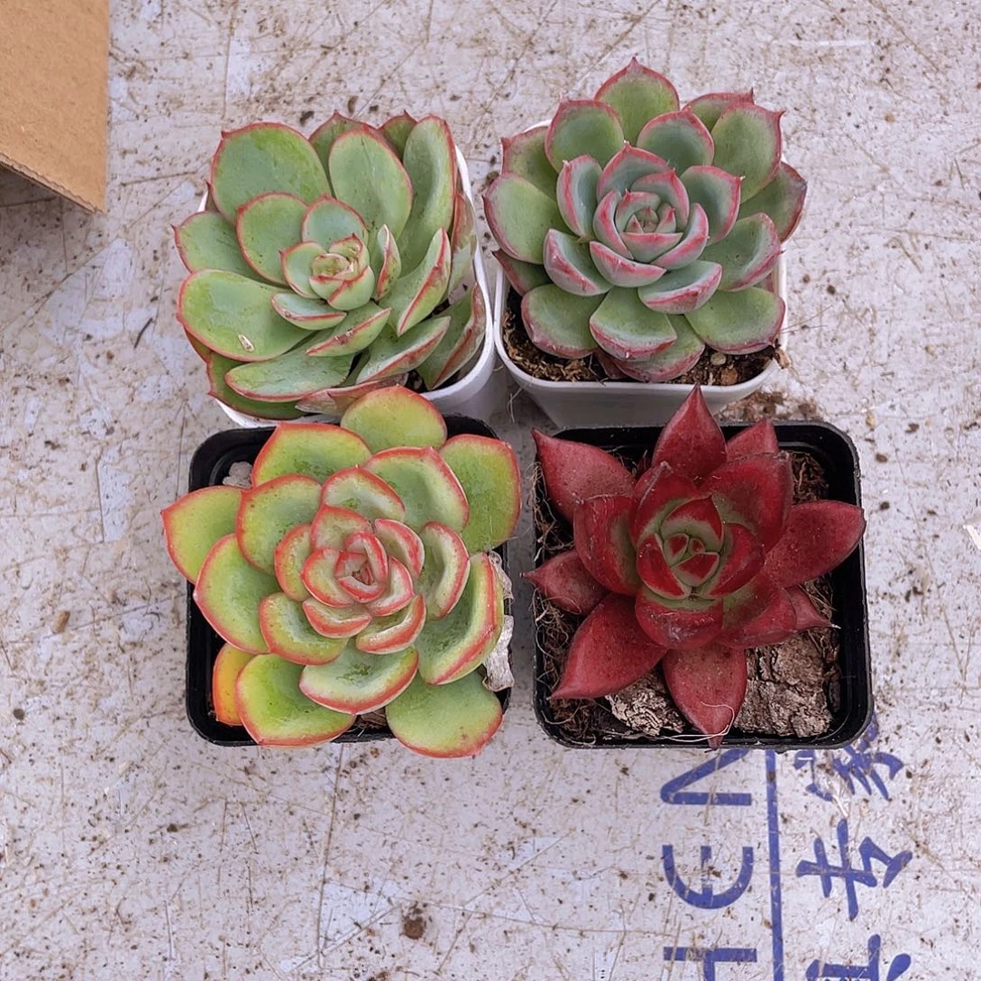 牡丹亭+侧影+晨露+罗宾