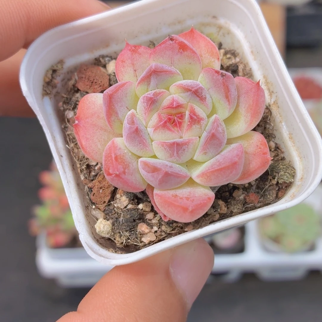 仙女多肉9.9包邮发货