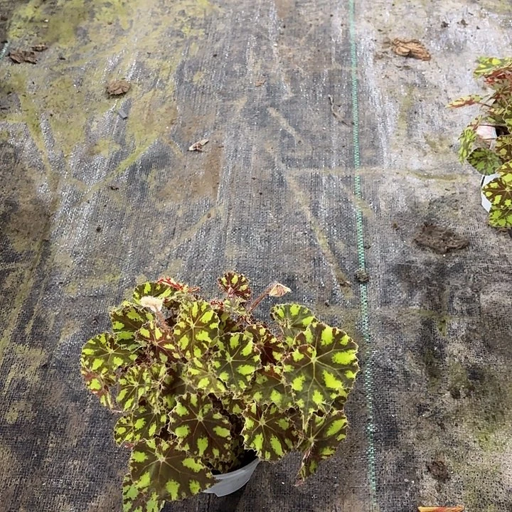 完全开放虎斑秋海棠