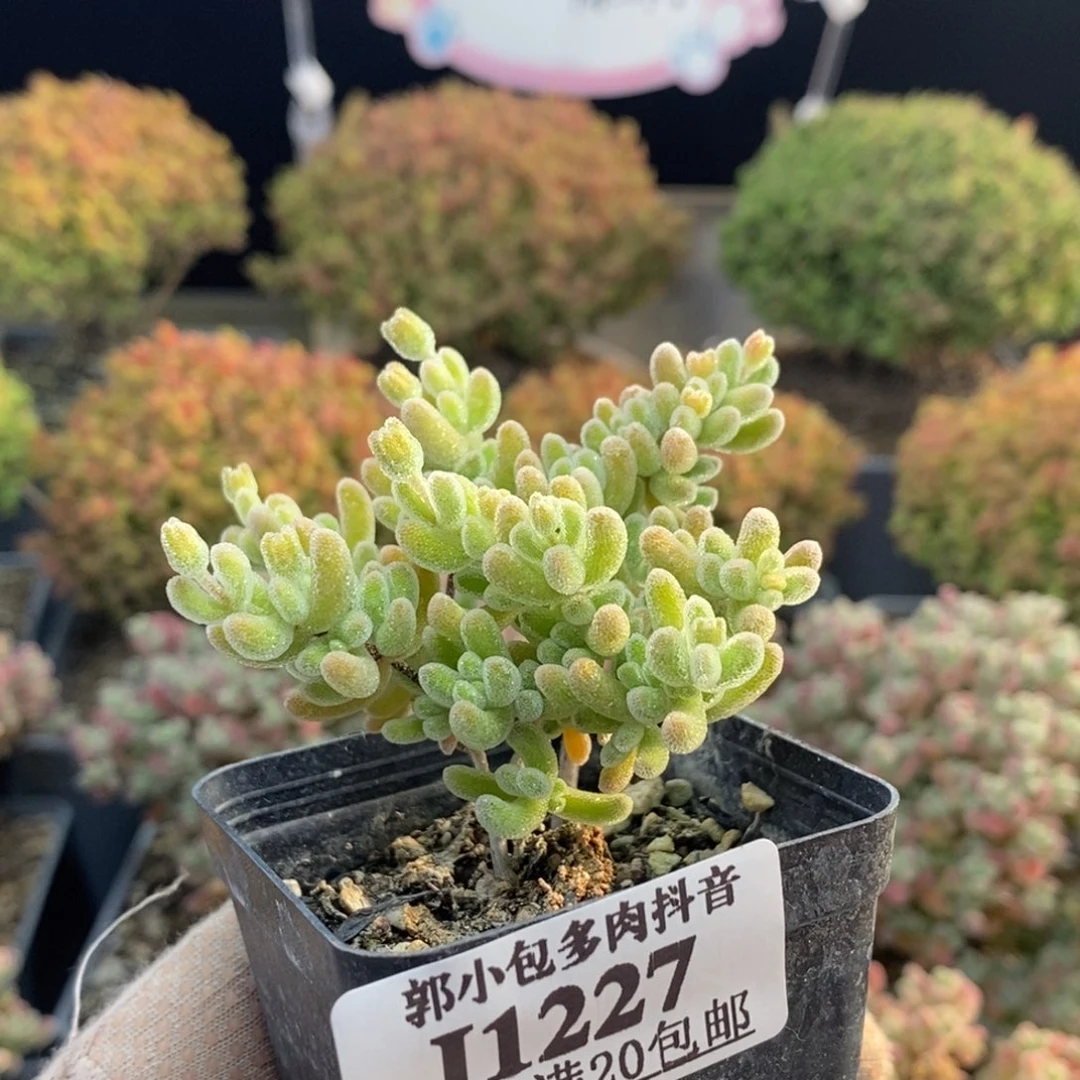 冰橙1227枝干番杏