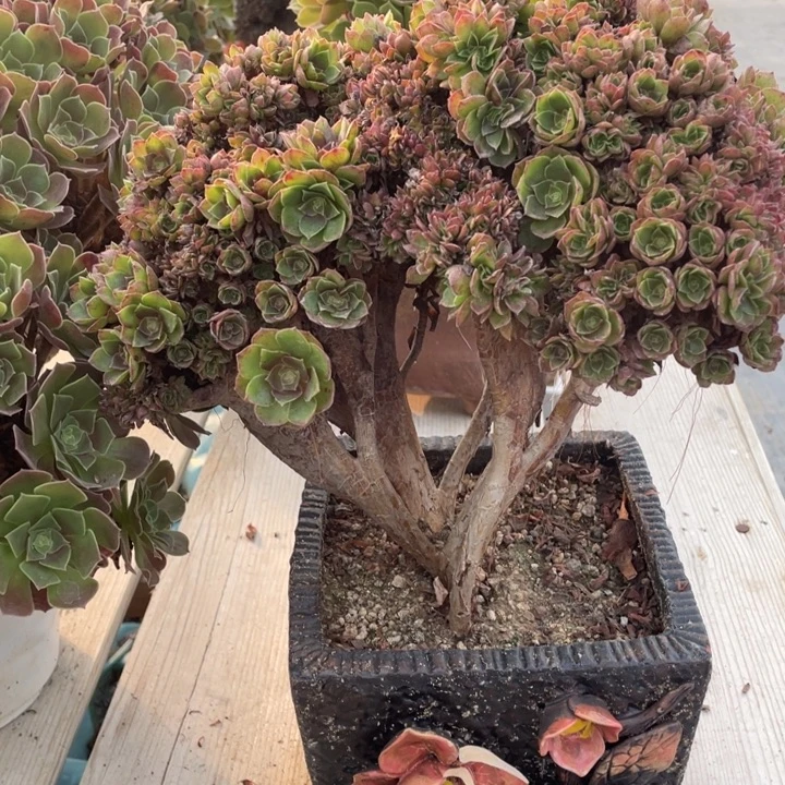 多肉的大长鼻啊呜呜啊呜太