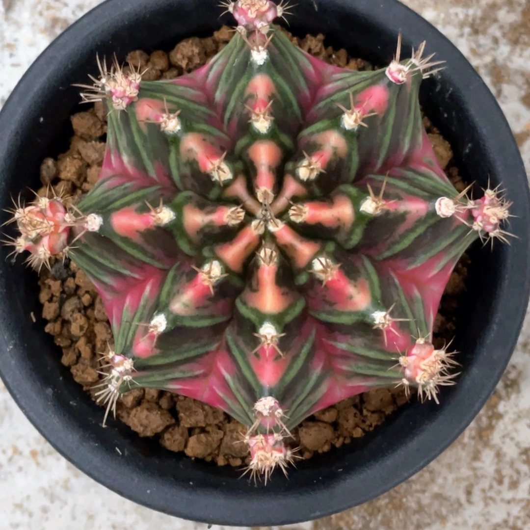 当前无花朵，栽培后可花朵玫红臀虎斑米哈锦