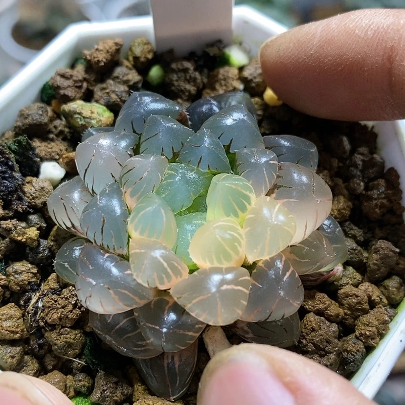 【闪购商品】267潘灯锦