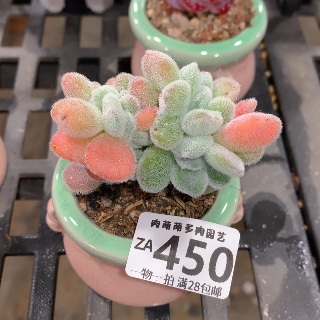 肉萌萌拇指盆精控多肉ZA450