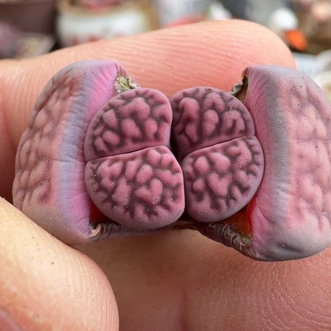 K627紫花纹三年小母本