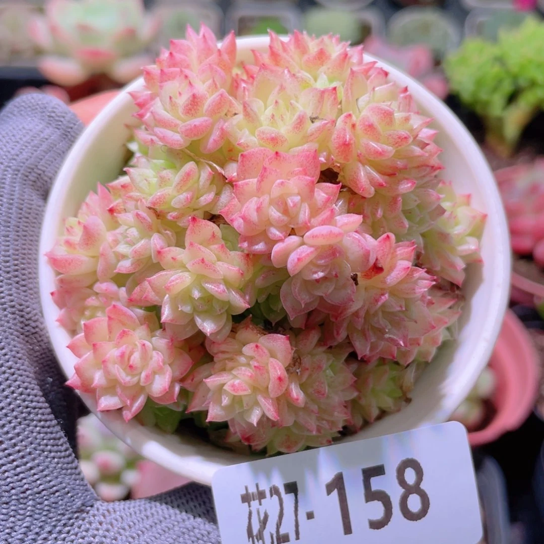 花利美27-158麦秆群