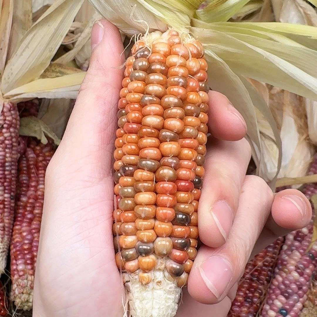 柏香籽/百香籽吊坠金*儿