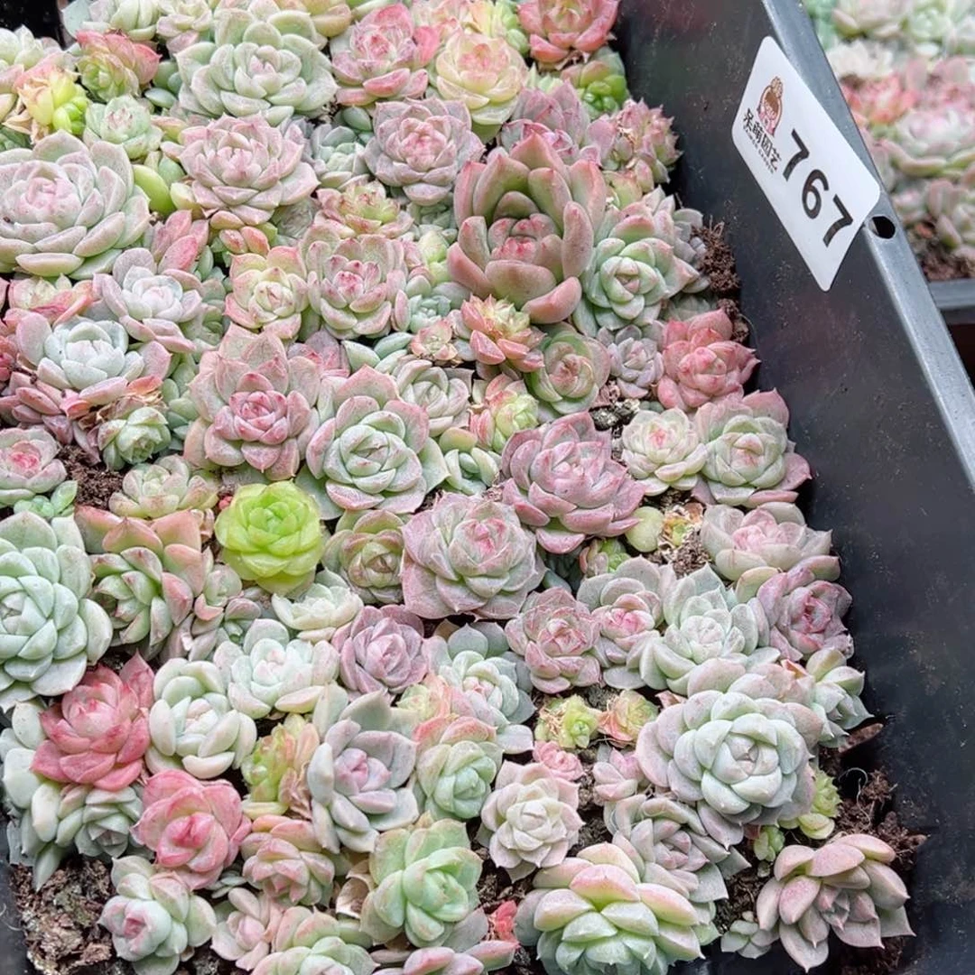 M****o多肉植物多肉植物