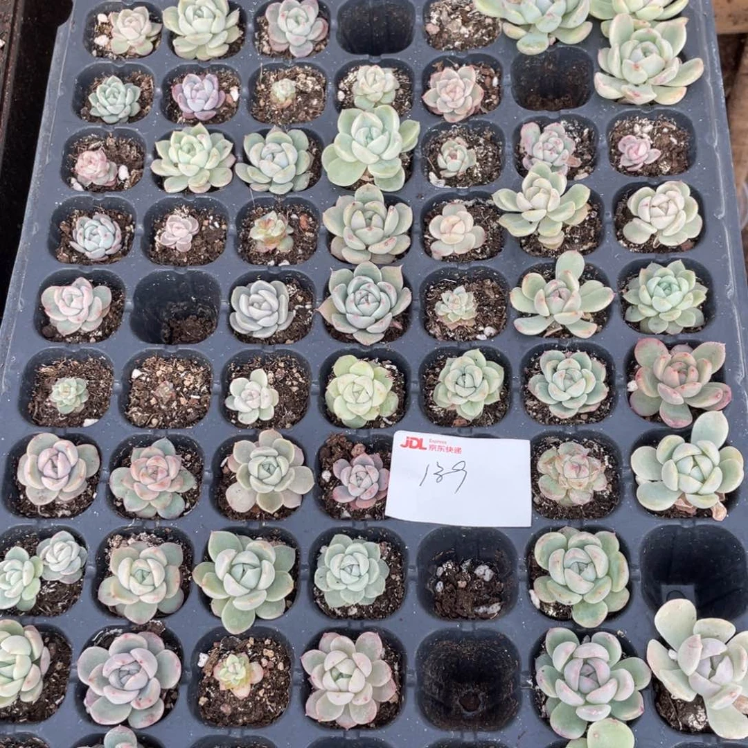 139 珍妮混播种苗苗一筐，特价不包保温不包售后