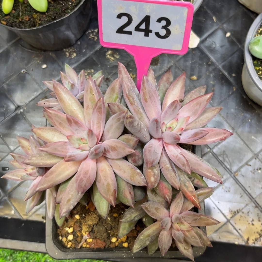 多肉植物虞美人群243