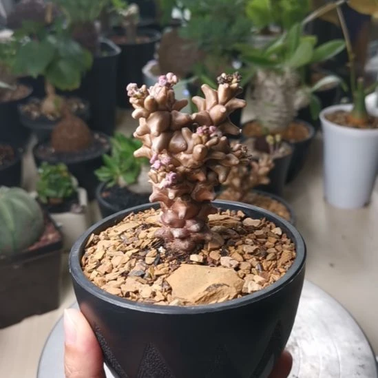 0928蛮鬼塔 一物一拍