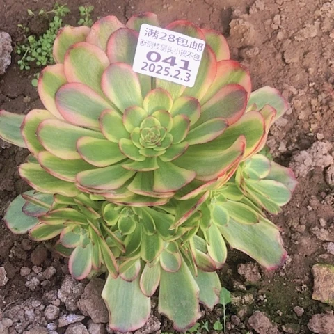 2.3-41火狐多肉植物