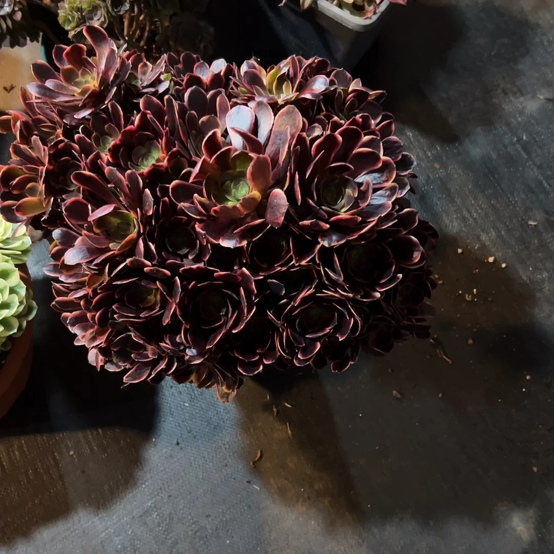 欧嘉莉朵朵缀化老桩