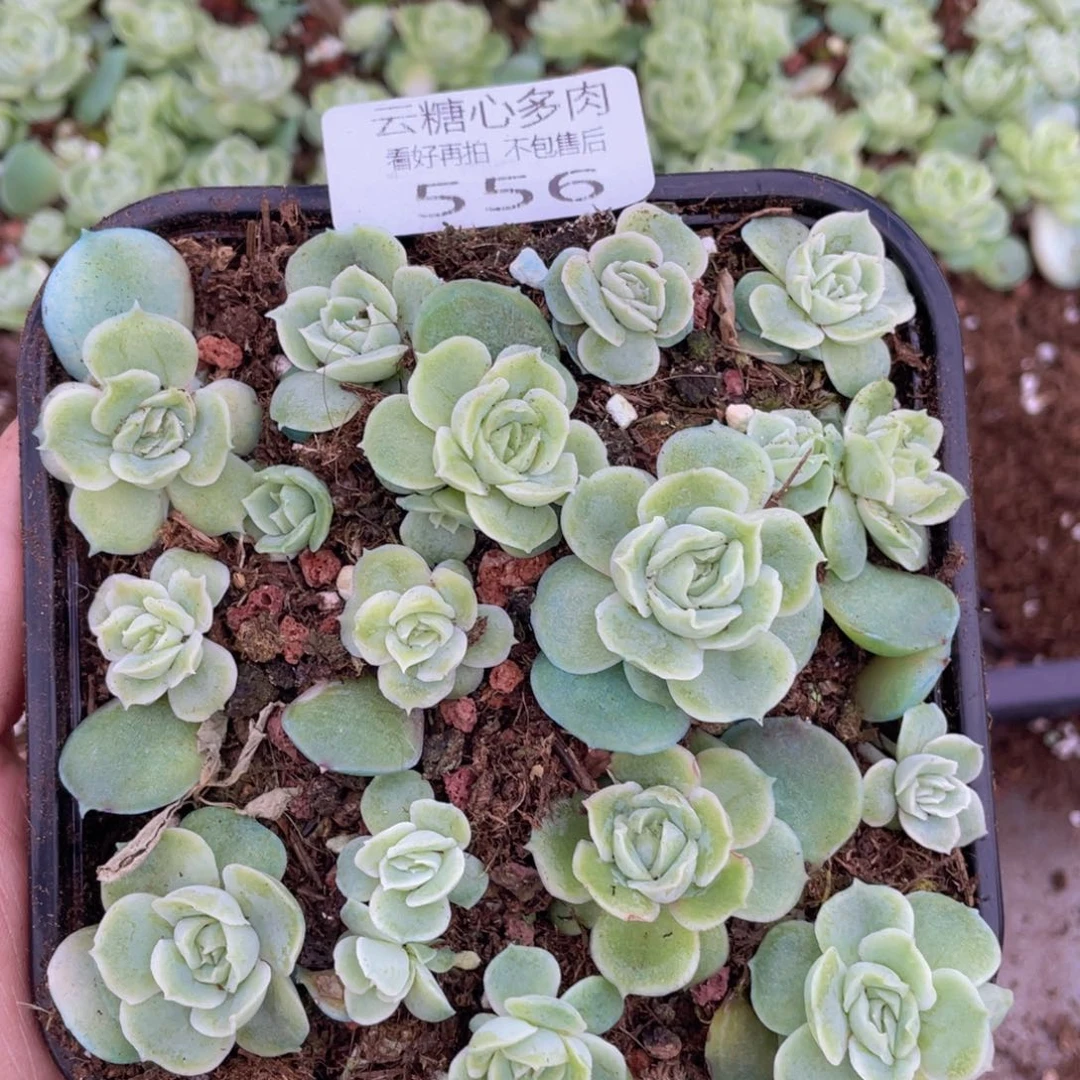 云糖心多肉植物556