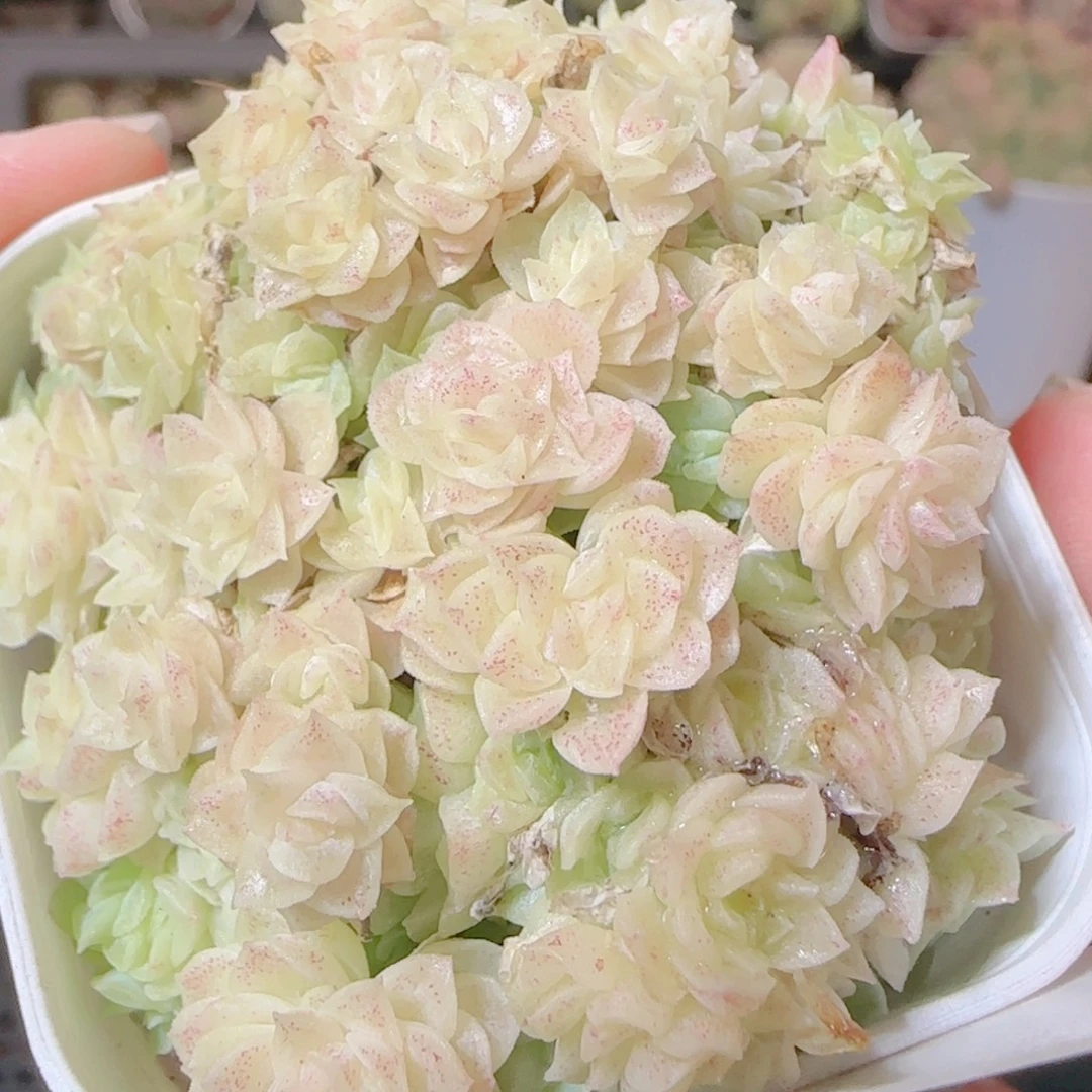 花语逸镜1111-318散