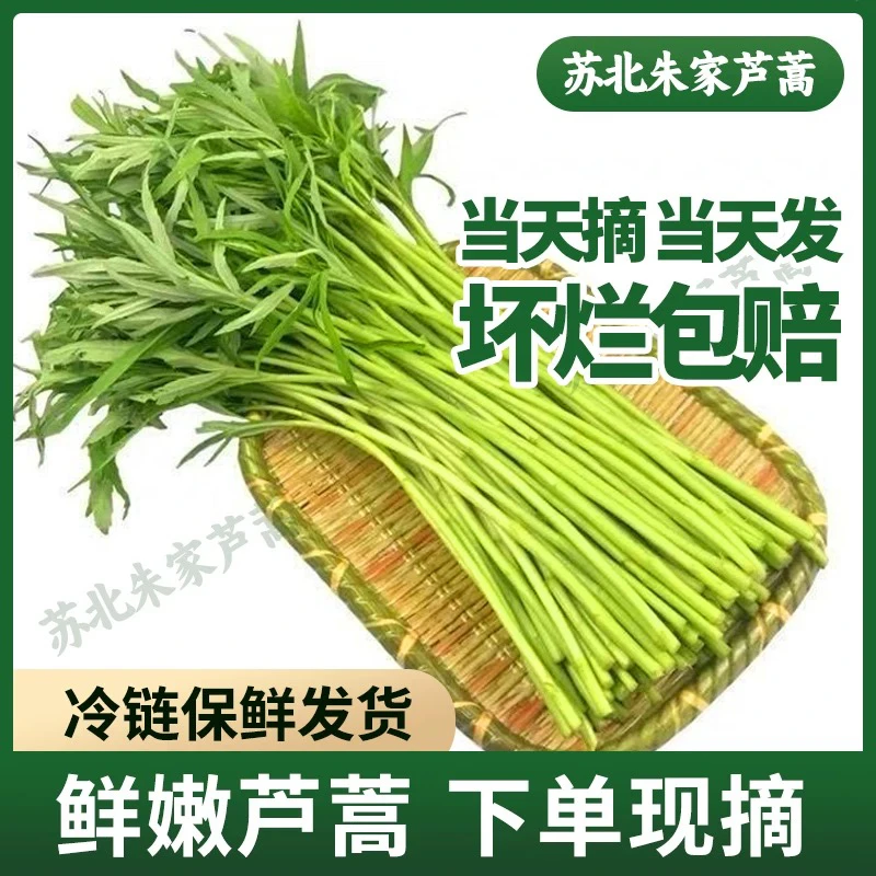 [新鲜上市]芦蒿鲜嫩爽口新鲜食材 绿色健康蔬菜当季自重现摘黎蒿