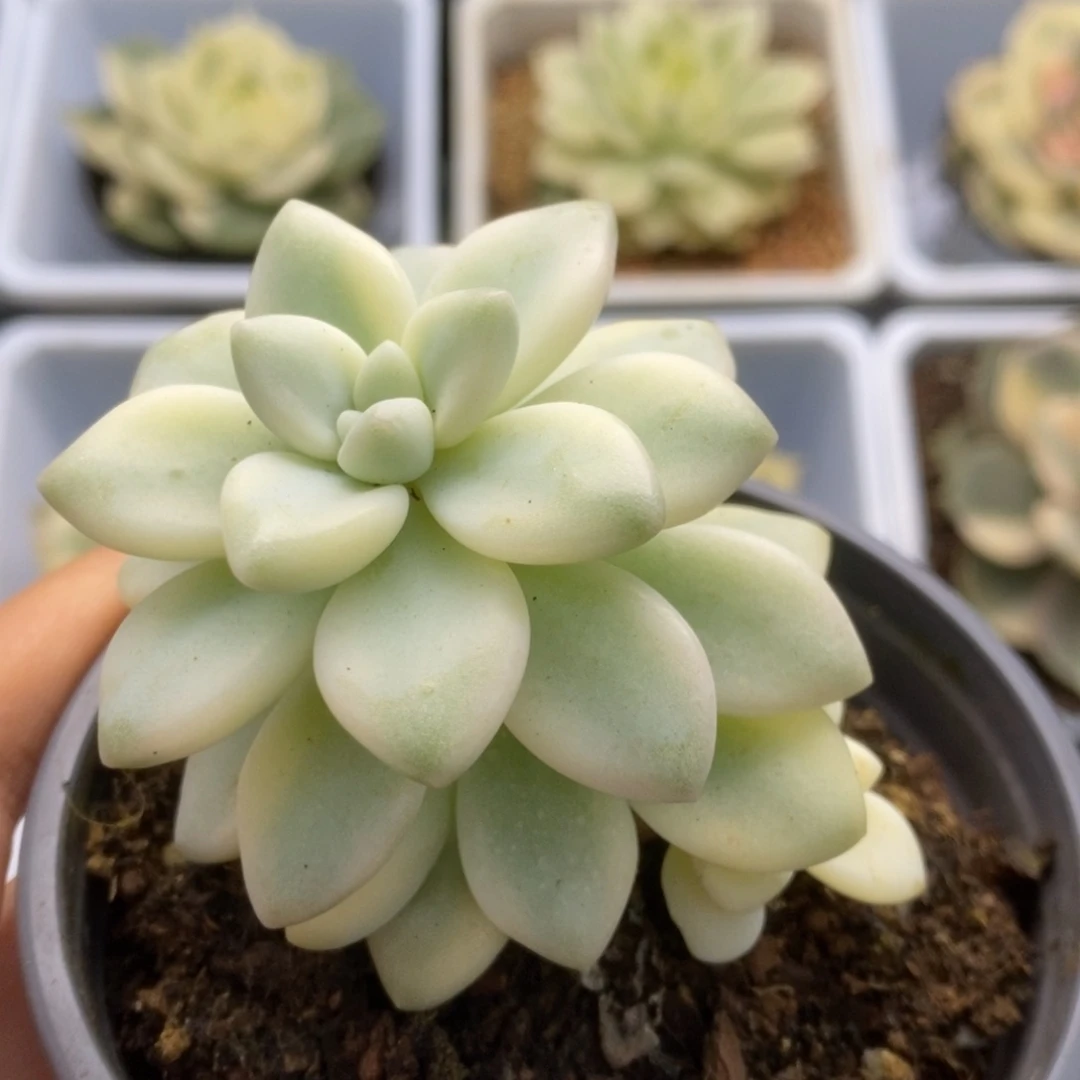 459蛋糕锦锦锦锦锦锦