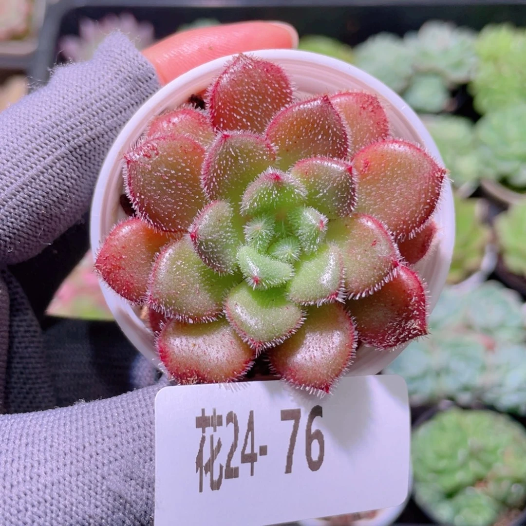 花利美24-76卡罗尔