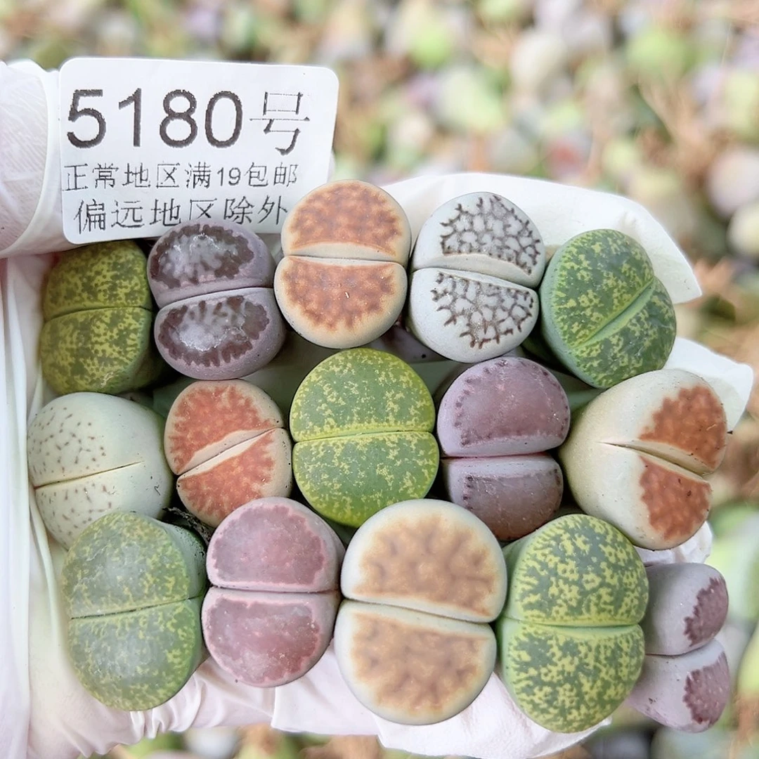 5180四年彩拼50个1.5-2cm