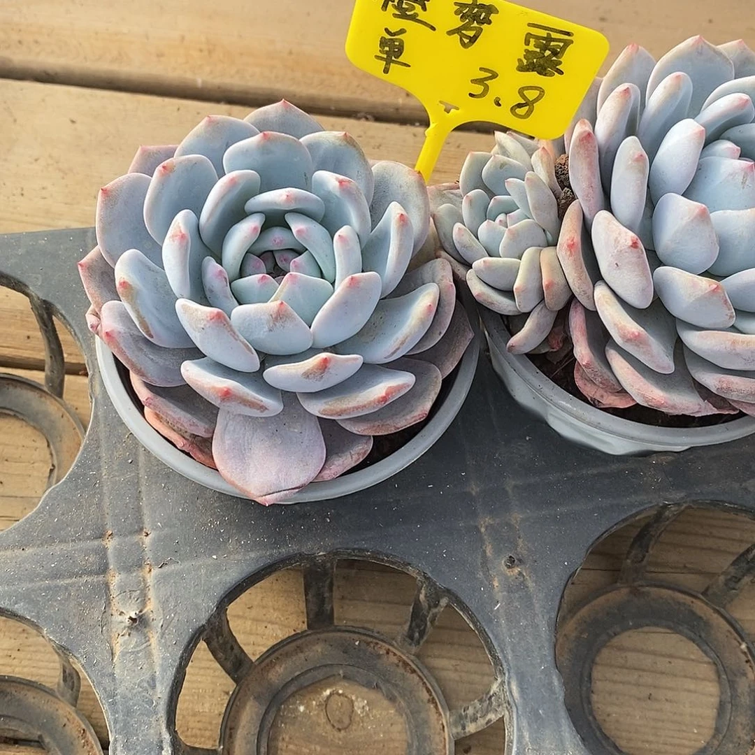 单头橙梦露，福利多多