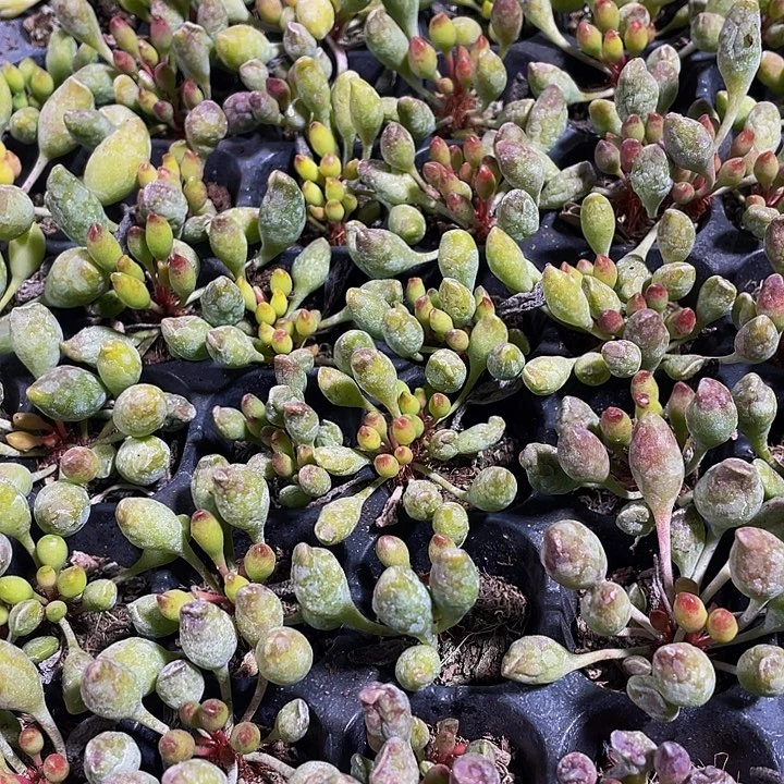 小鼓槌1元带土发货