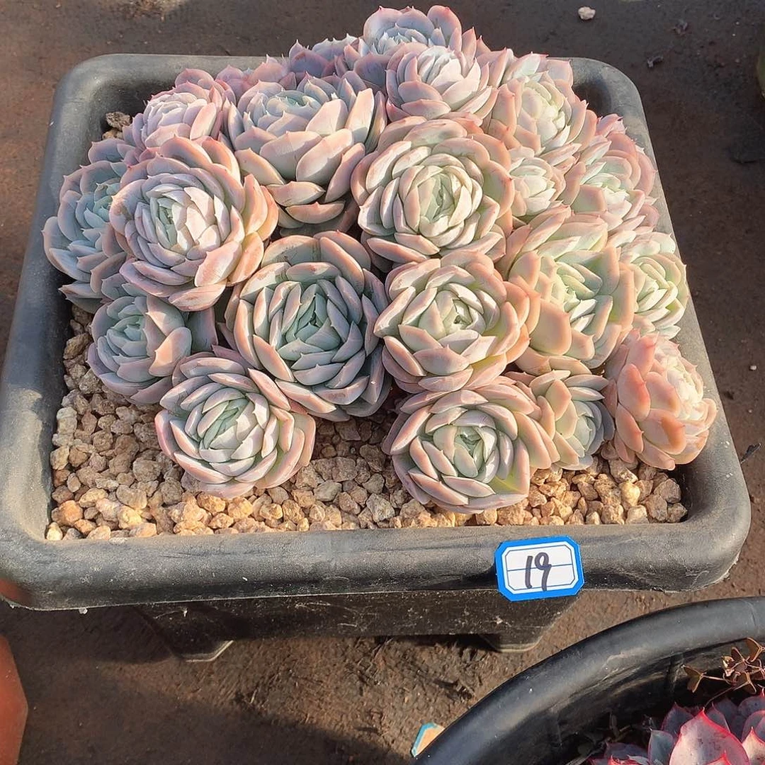 19西娜 一物一拍多肉