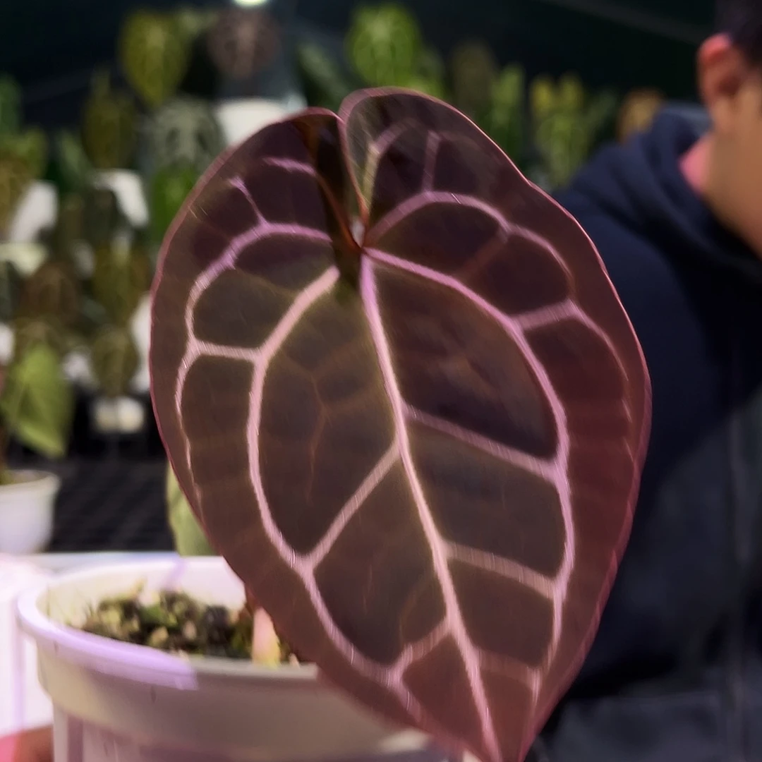 完全开放红水晶*南美