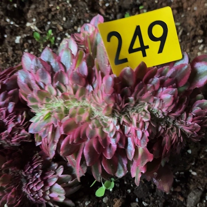 多肉植物福利249