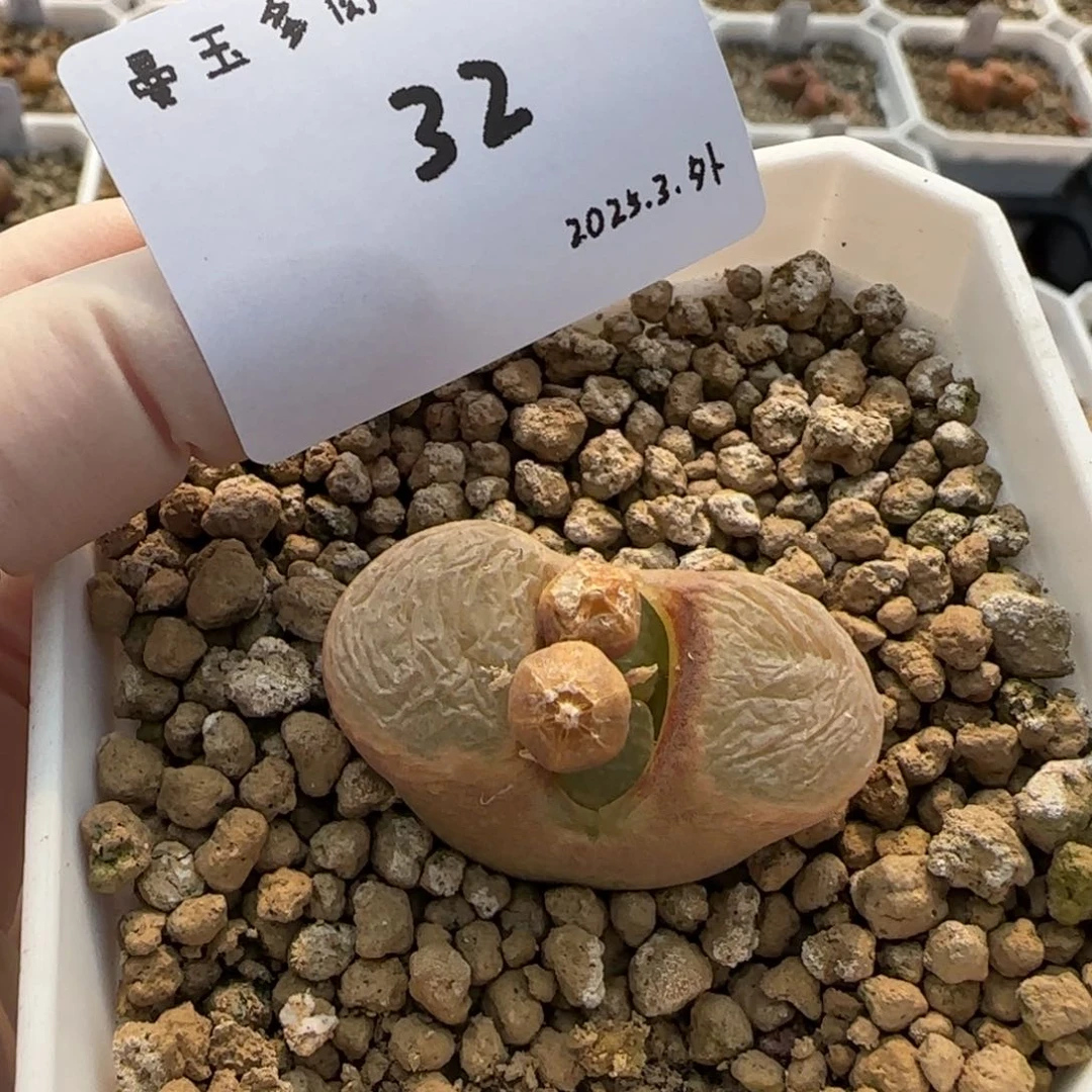 丁*多肉多肉多肉3月032