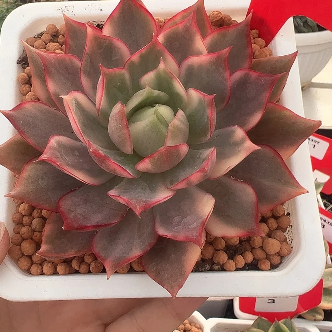 13号宝莲灯锦多肉植物